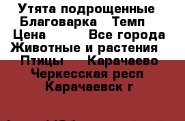 Утята подрощенные “Благоварка“,“Темп“ › Цена ­ 100 - Все города Животные и растения » Птицы   . Карачаево-Черкесская респ.,Карачаевск г.